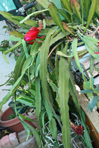 (1) Epiphyllum unwurzeltes SCHNEIDEN 8 Zoll langer Orchideenkaktus Sukkulente X-Large lila - Bild 5 von 12