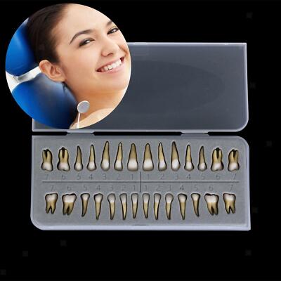 28pcs Adult Dental 1: 1 Permanent Teeth Model Teach Demonstration Study Tools