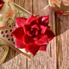 Rare Succulent Plant Agavoides v Romeo Rubin Bare Root Easy Care Live Succulent