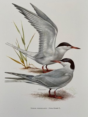 Vintage Common Tern Bird Print, 1960s French Ornithology Art