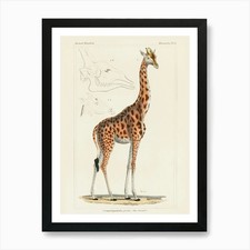 Giraffe 1 Art Print Framed Wall Art Poster Canvas Print Picture
