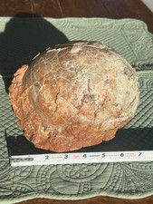 Genuine Prehistoric Petrified Dinosaur Egg, Dinosaur Fossils