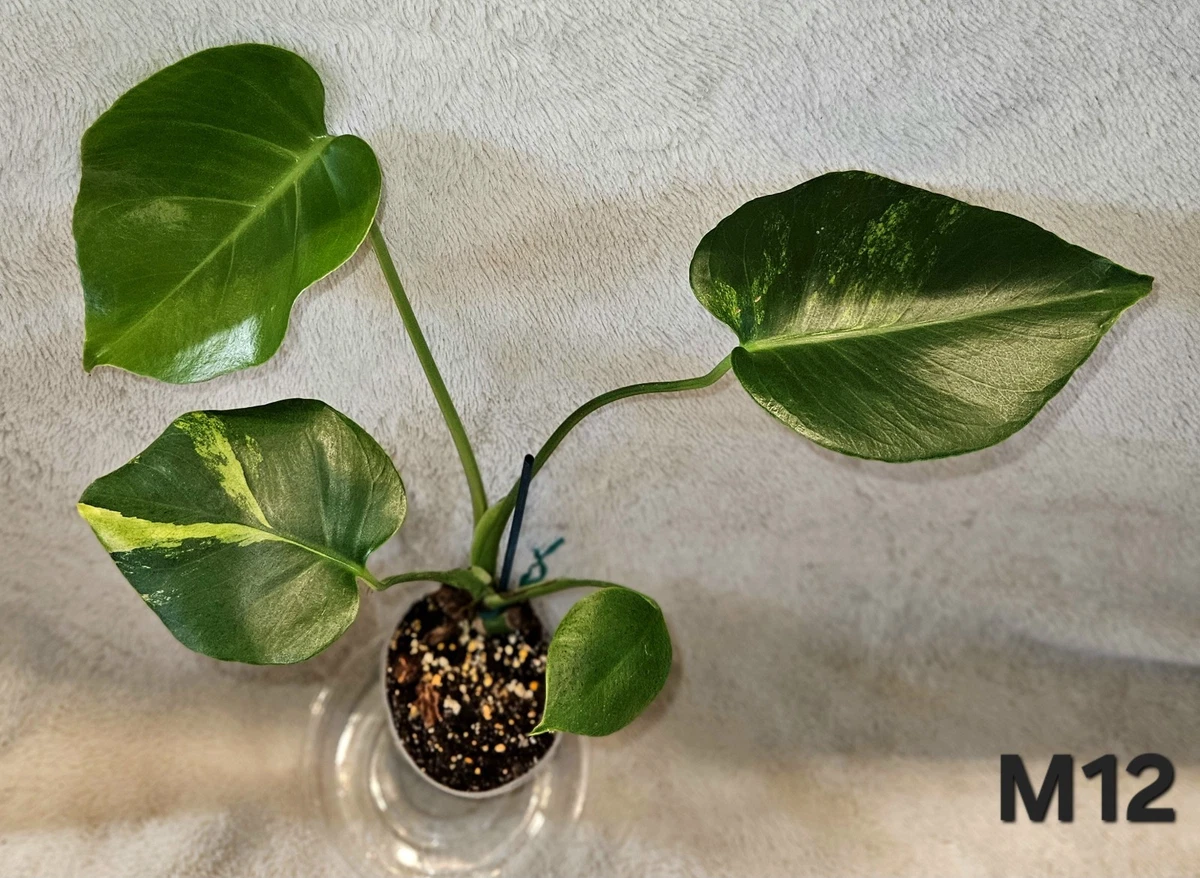monstera plural Monstera 'Split-Leaf' main image 0