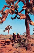 Joshua Tree Desert CA California Horse Western Cowboy Cowgirl Vtg Postcard D25