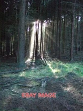 PHOTO  NORTH HOLMWOOD REDLANDS WOOD ON A BEAUTIFUL SUNNY JANUARY AFTERNOON. 2006