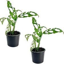 Monstera Obliqua Perú (Pack x2) by LEAL PLANTS ECUADOR |