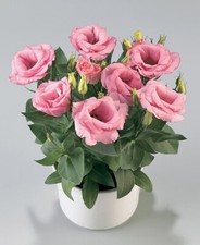 Lisianthus Seeds Rosie Pink 25 Pelleted Seeds F1