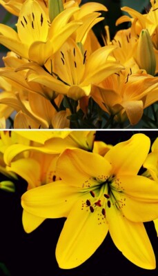 winterharte gelbe RiesenLilien Blumenzwiebeln exotische Pflanzen für