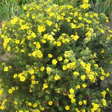 Potentilla Goldfinger Outdoor Yellow Flowering Hardy Garden Shrub Plant in