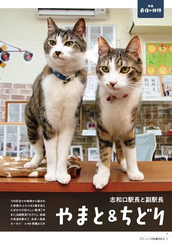 Nekomaru Vol.50 Verano Otoño 2025 | Revista Japonesa para Gatos Japón - Imagen 3 de 7