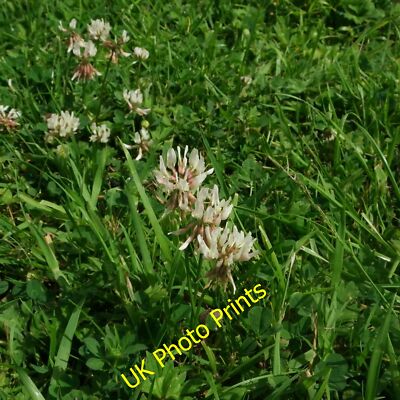 Foto 6x4 Trifolium repens Bourne\/TF0920 Pflanzen im Gras meiner Orcha um 2015
