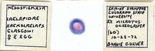 Mite Haemolaelaps glasgowi Female w.m. from Prairie Vole Microscope Slide
