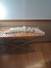 VINTAGE FOX FUR COLLAR- SMALL RIP IN FUR