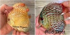 Pack Of 2 - 3.5  - 4  Live Discus Aquarium Fish - Express Shipping
