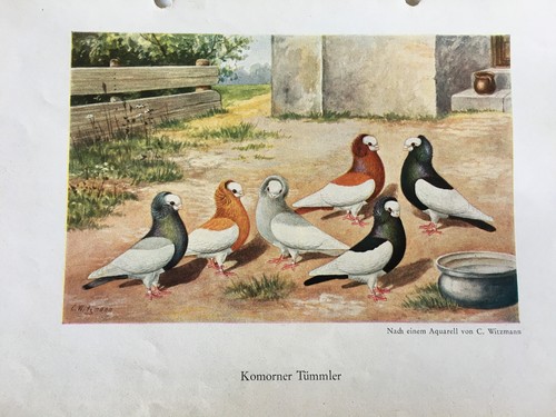 Geschenkidee für Taubenzüchter - nostalgische Kunstdrucke gerahmt - Mövchen - Bild 26 von 38