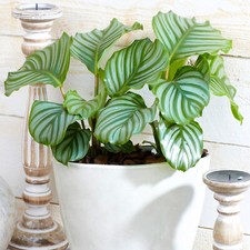 Calathea Orbifolia Peacock Plant Home or Office Plant 20-30cm with Pot