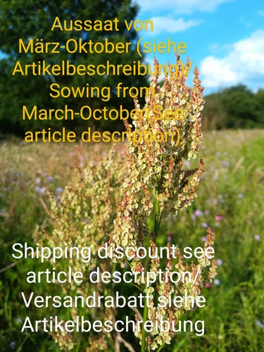 Straußblütiger Sauerampfer, Rumex thyrsiflorus, compact dock,  200 seeds, samen