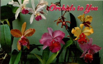 Vintage Hawaiian Orchids Postcard Nani Le'i Natural Color 1951