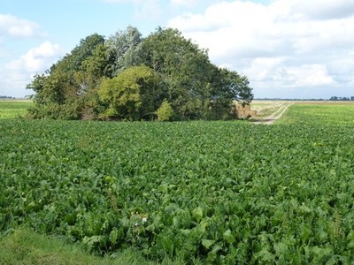 Foto A3 Zuckerrüben und Kops bei Hake's Drive Flood's Ferry ein Blick für c2014