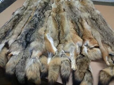 Tanned  XXL/XL Semi-Heavy Coyote Hide #2 With Full Tail /Furs/Taxidermy/Crafts