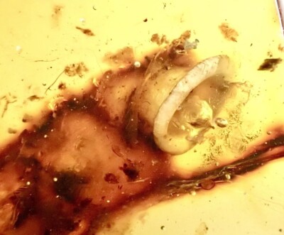   99MYO FULLY PRESERVED SNAIL & VISIBLE SOFT TISSUE Burmite Amber Fossil RARE!!