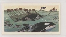 1974 Brooke Bond The Sea: Our Other World Tea Killer Whale #25 z6d