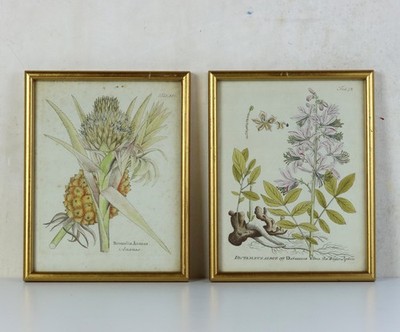 Ein Paar gerahmte original handkolorierte botanische Kupferstiche von Vietz (1772-1815)