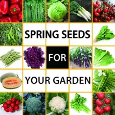 22 Varieties Spring Vegetable Seeds Over 40,000 Seeds