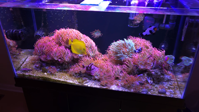 Rainbow Bubble Tip Anemone - RBTA 3-5