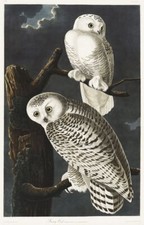 John James Audubon Birds of America Snowy Owl Print Poster Picture
