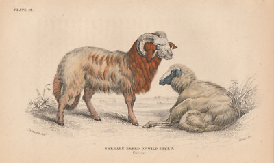 1843 handkolorierter Druck des berberischen Breitschwanzschafs