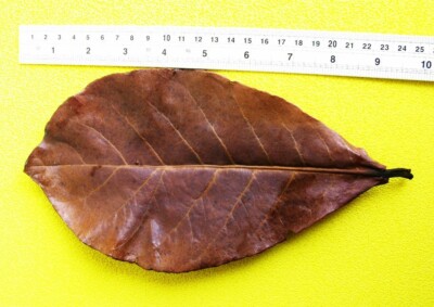 7-8'' x 16 Ketapang Catappa Indian Almond Leave Cherry Shrimp Betta DiscusCichlid
