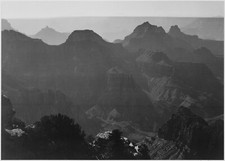 Ansel Adams - Grand Canyon National Park Arizona Shrubs 1941 - 17