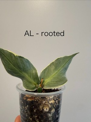 Hoya polyneura silver カット苗 Hoya polyneura silver カット苗 Hoya Polyneura Broget (Silver) 魚尾