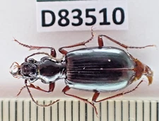 D83510. Insects, Carabidae sp. Vietnam North