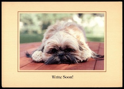 Vintage Shih Tzu Dog Write Soon Postcard by Betty Powell 6x4