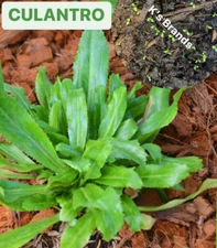 500+ CULANTRO SEEDS-NGÒ GAI-MEXICAN CORIANDER-庫蘭特羅-PUERTO RICAN-THAI PARSLEY