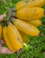 ~TRULY TINY~ Musa  Banana Plant~~Live Musa Banana "STARTER" LOWEST PRICE!