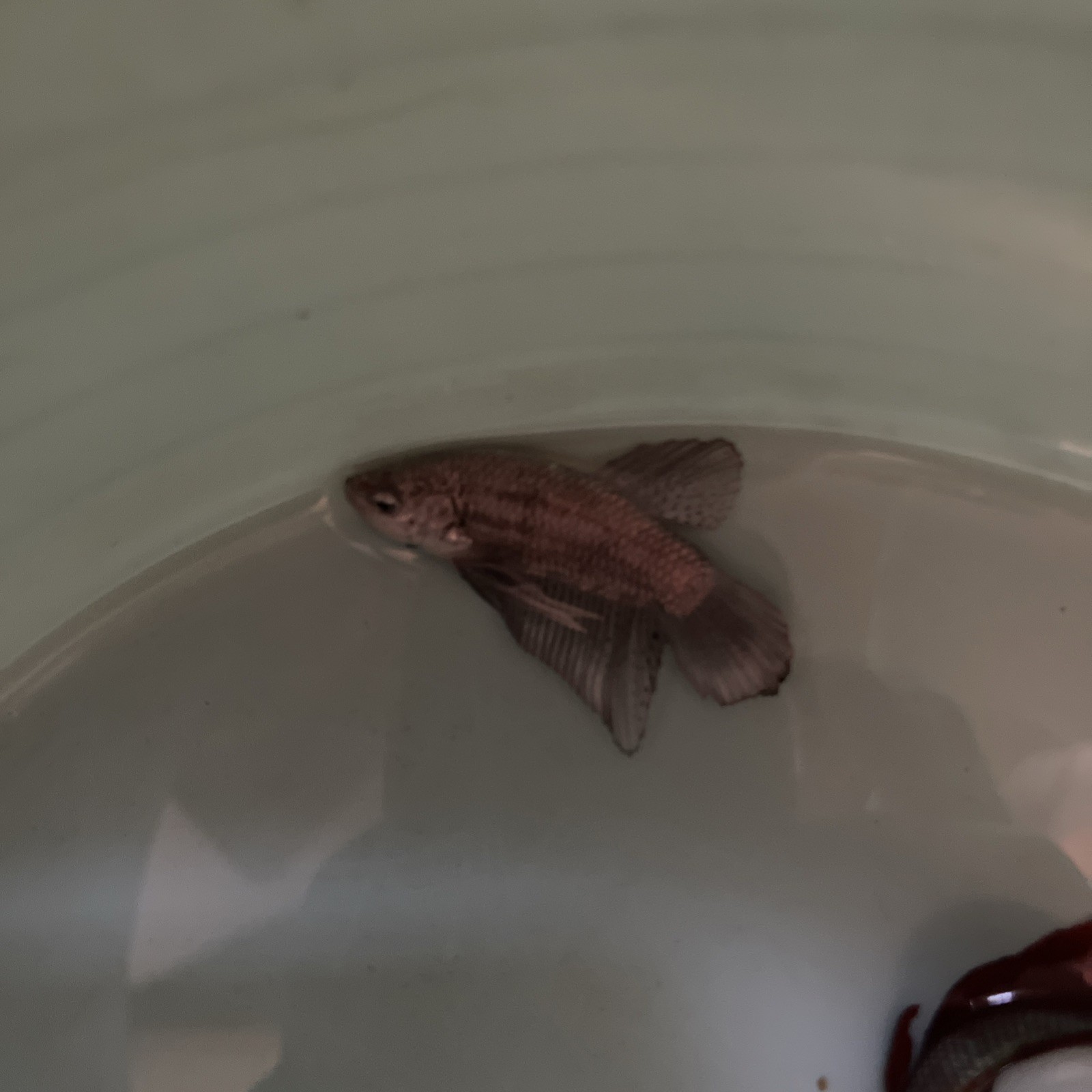 Betta Dragon Fish for Your Aquarium