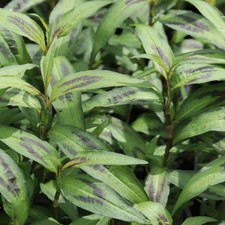 6 x Vietnamese Coriander Plant Plugs, amazing flavour, lovely herb pot plant