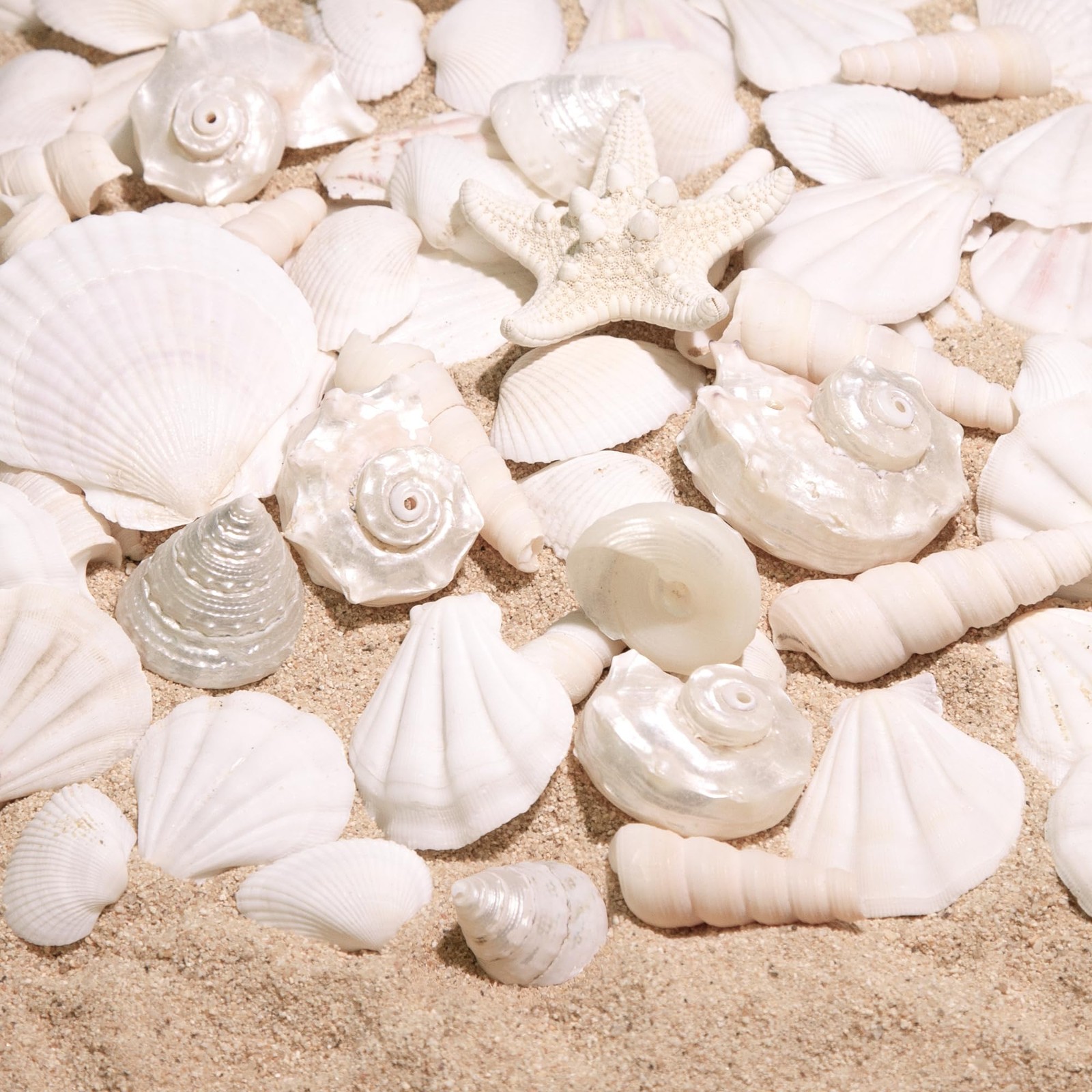1.2-2.6 inch Silver White Sea Shell Starfish Mix for Beach Themed Decor Crafts
