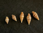 Anachis: treva Baker, Hanna & Strong 10 mm & vexillum Reeve 12 mm - 16 mm Mexico — photo 4