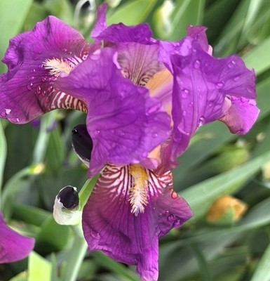 5 Bearded Iris rhizomes, Purple, about 30'' Tall, 5'' Flowers, Yellow veining