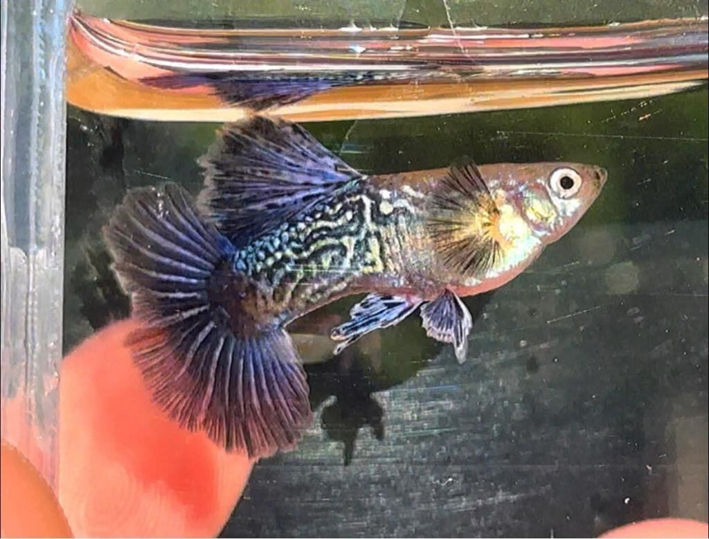 GUPPY PURPLE DRAGON BIG DORSAL HALFMOON BREEDING PAIR LIVE FISH