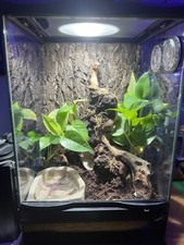 Terrarium, Automatic Mister, And Accessories