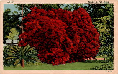 Azalea, Bloom, Curteich-Chicago, Art-Colortone, Stamp, Place Postcard