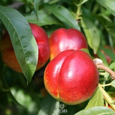 Rote Großnektarine 5 Stück frische Samen, Nektarinenbaum Samen, Prunus persica