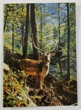 Hirsch cerf stag~ Luxembourg, Switzerland - Unposted/Unused Postcard