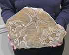 MUSEUM QUALITY! LARGE MULTI BRITTLE STAR FOSSIL PLATE, RARE PREHISTORIC STARFISH — photo 1