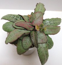 Euphorbia francoisii-# 3  Modern hybrid-seed grown in USA